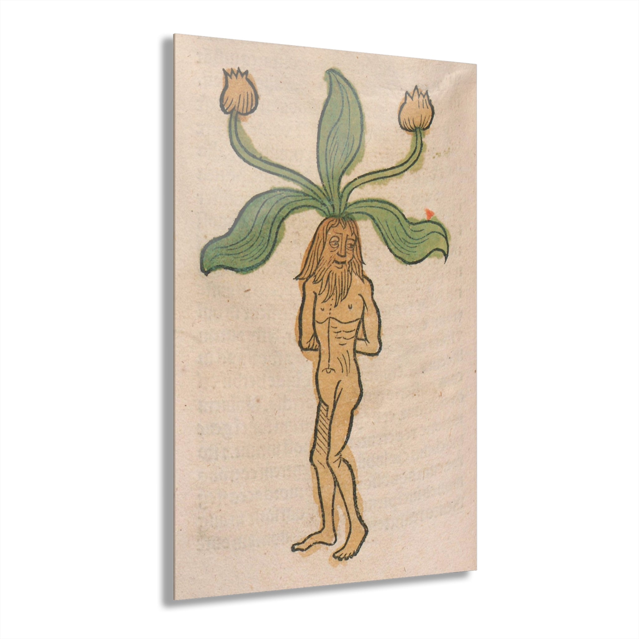 Acrylic Print — Vintage Botanical Mandrake Illustration