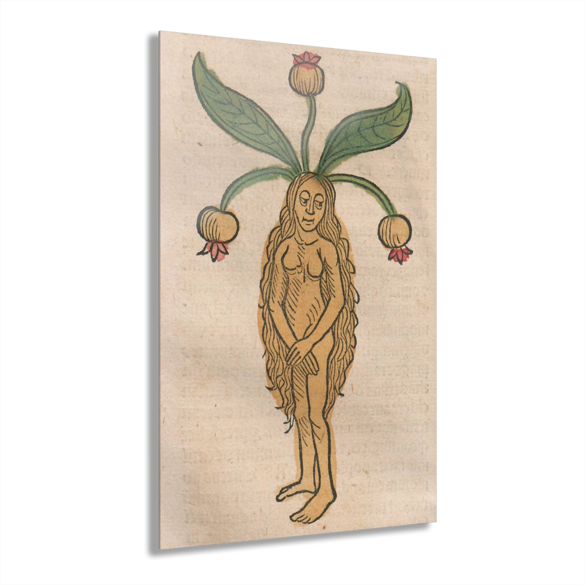 Acrylic Print – Vintage Botanical Greenwoman Illustration