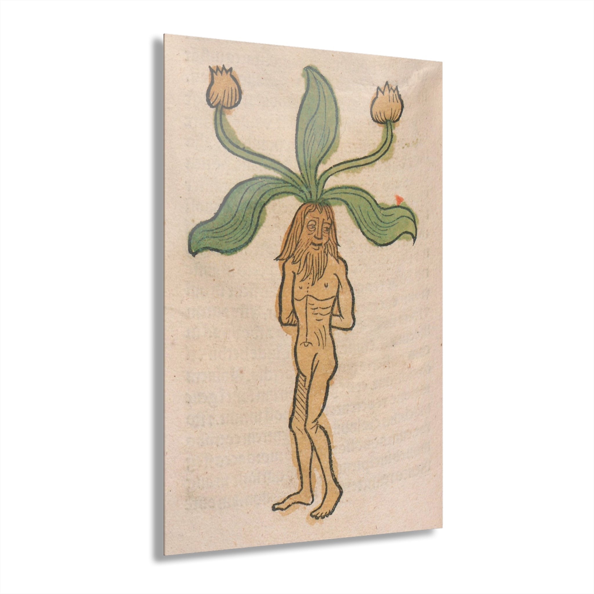 Acrylic Print — Vintage Botanical Mandrake Illustration