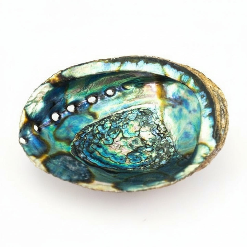 Abalone Shell 6-7 inch